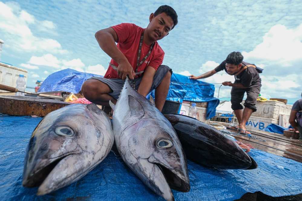 Serap Tangkapan Nelayan