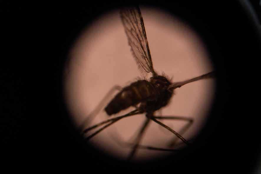 Serbuan Nyamuk Malaria Saat Gelap Tiba