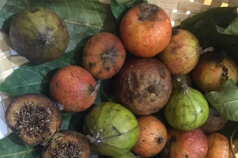 Siswa dari Kota Malang Ini Teliti Buah Misterius Pembunuh Hipertensi