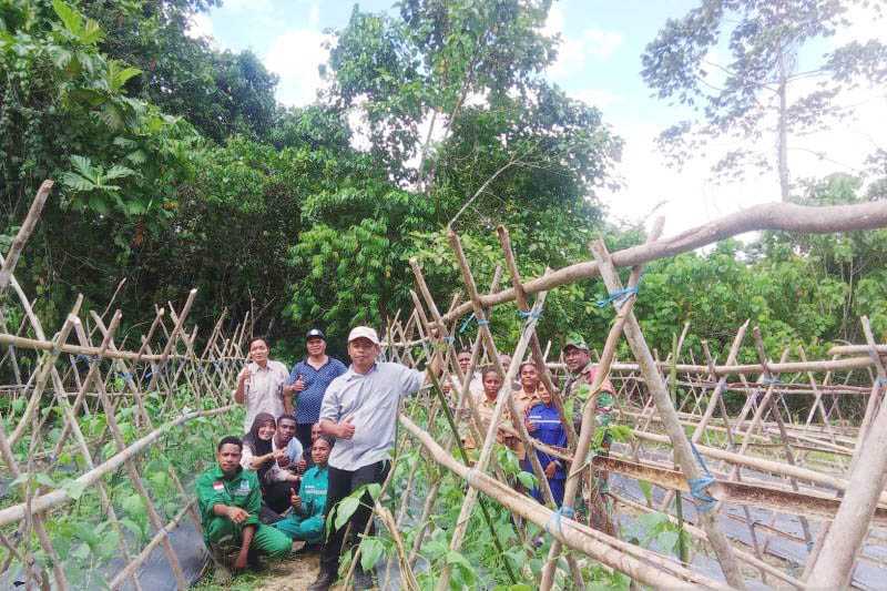 SMK I Yembun Budi Daya Kacang Sacha Inchi Penuhi Asupan Gizi Anak.