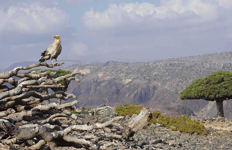 “Sokotra', Galapagos  dari Samudra Hindia