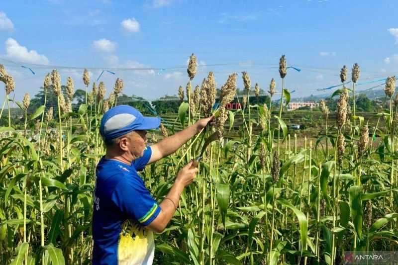 Sorgum Jadi Harapan Baru untuk Pemenuhan Kebutuhan Energi