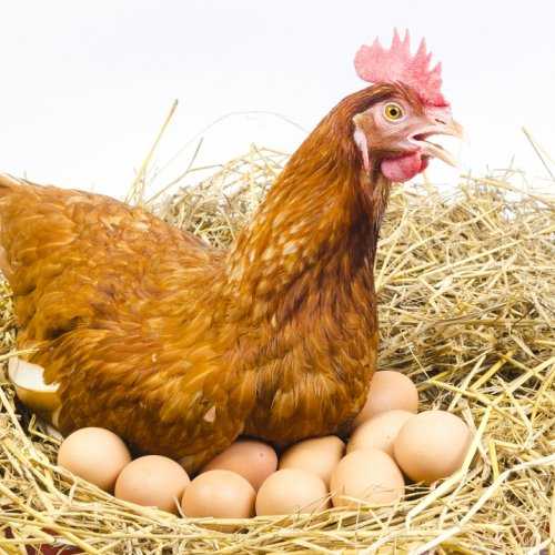 Stabilisasi Harga Telur Dipacu