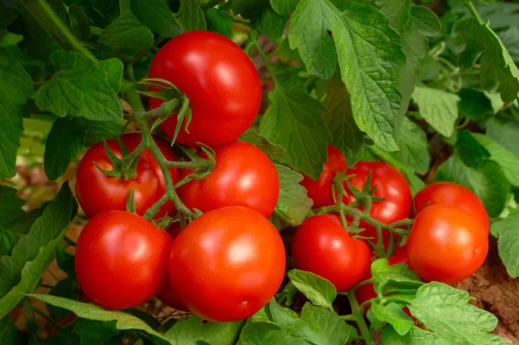 Studi Buktikan Konsumsi Lebih Banyak Tomat Turunkan Tekanan Darah