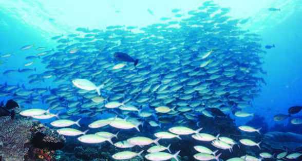 Studi: Kawasan Lindung di Laut Lepas Dapat Membantu Ikan Tumbuh Lebih Besar