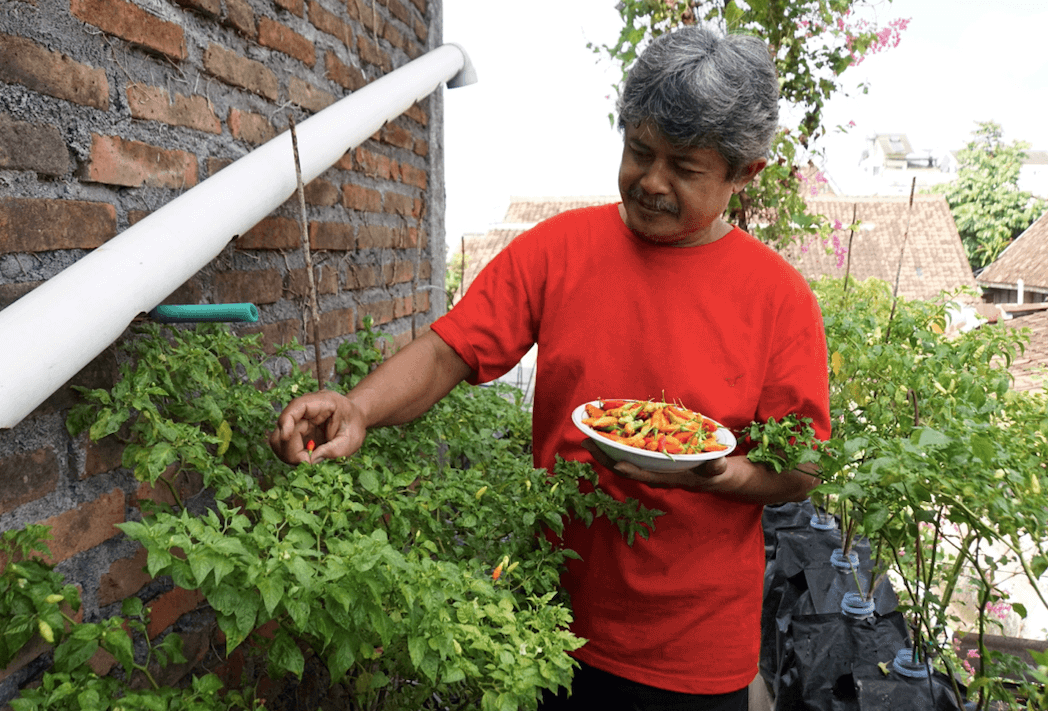 Sudah Punya 119 Kampung Sayur, Kota Yogya Masih Mau Nambah 5 Lagi di 2023