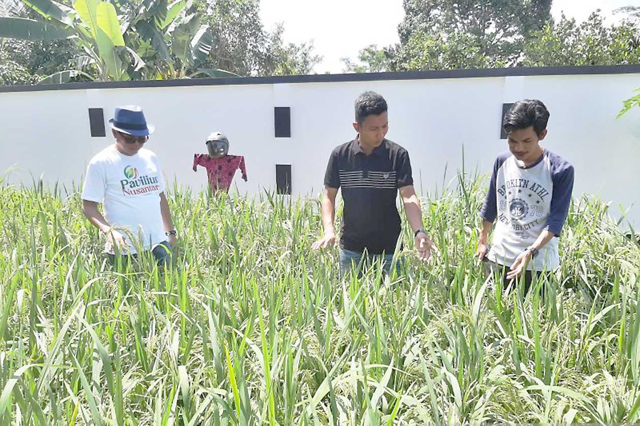 Sukses warga Tanjungpinang Menanam Padi di Pekarangan Rumah