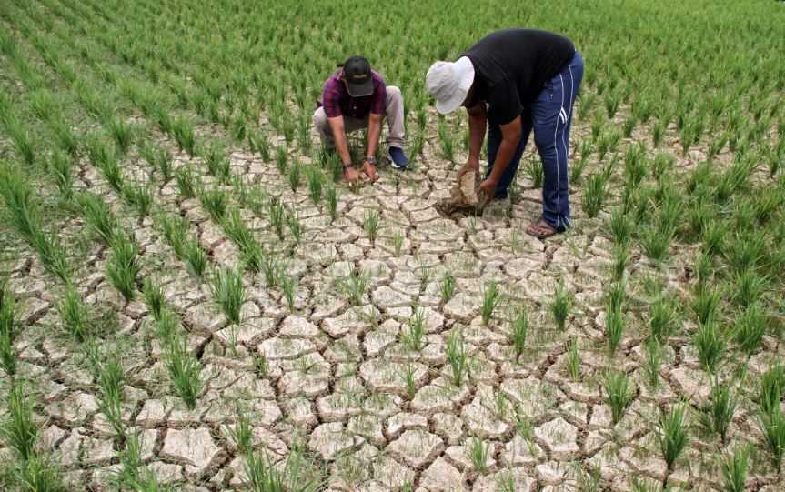 Tak Hanya El Nino, Beras Mahal Karena Rapuhnya Adaptasi Iklim Pertanian