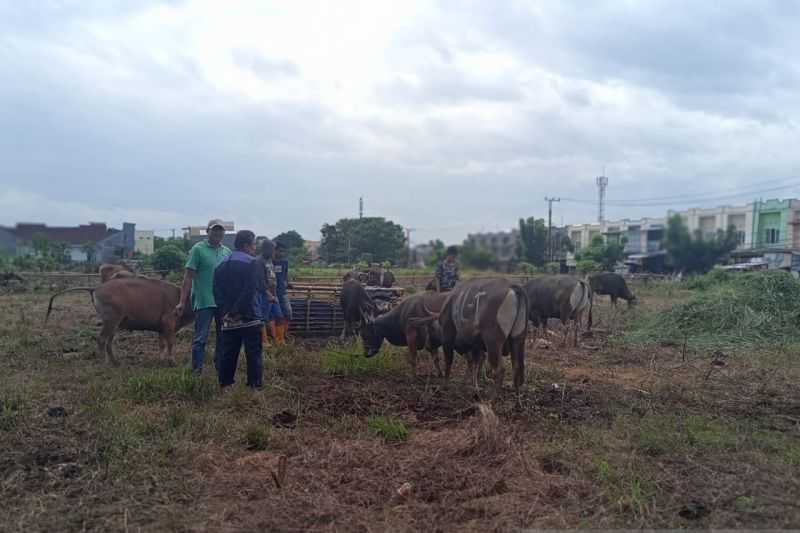 Tak Perlu Cemas Berkurban, Kemenag Terbitkan Edaran Panduan Pelaksanaan Kurban yang Aman bagi Masyarakat