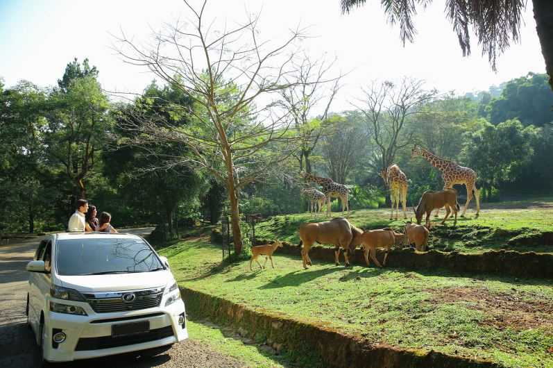 Taman Safari Bogor Alihkan Rute Safari Journey Mulai 30 Agustus