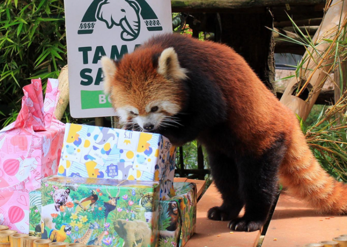 Taman Safari Bogor Bagikan Doorprize untuk Pengunjung Peringati International Red Panda Day 2023