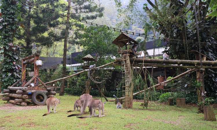 Taman Safari Bogor Lakukan Penyegaran Wahana Hiburan Perkuat Konsep Edukasi dan Konservasi