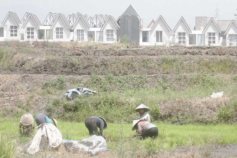 Tanah Subur Dijadikan Beton, Tanah Rawa Dipaksa Jadi Lahan Pertanian