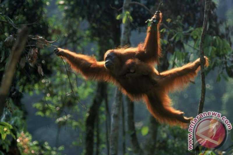 Tanggapi Media Asing, Pemerintah Pastikan Lindungi Orang Utan dalam Pembangunan Ibu Kota Negara (IKN) di Kalimantan Timur