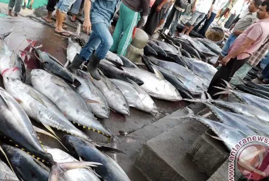 Tangkapan Tuna Nelayan Lebak Melimpah-ruah