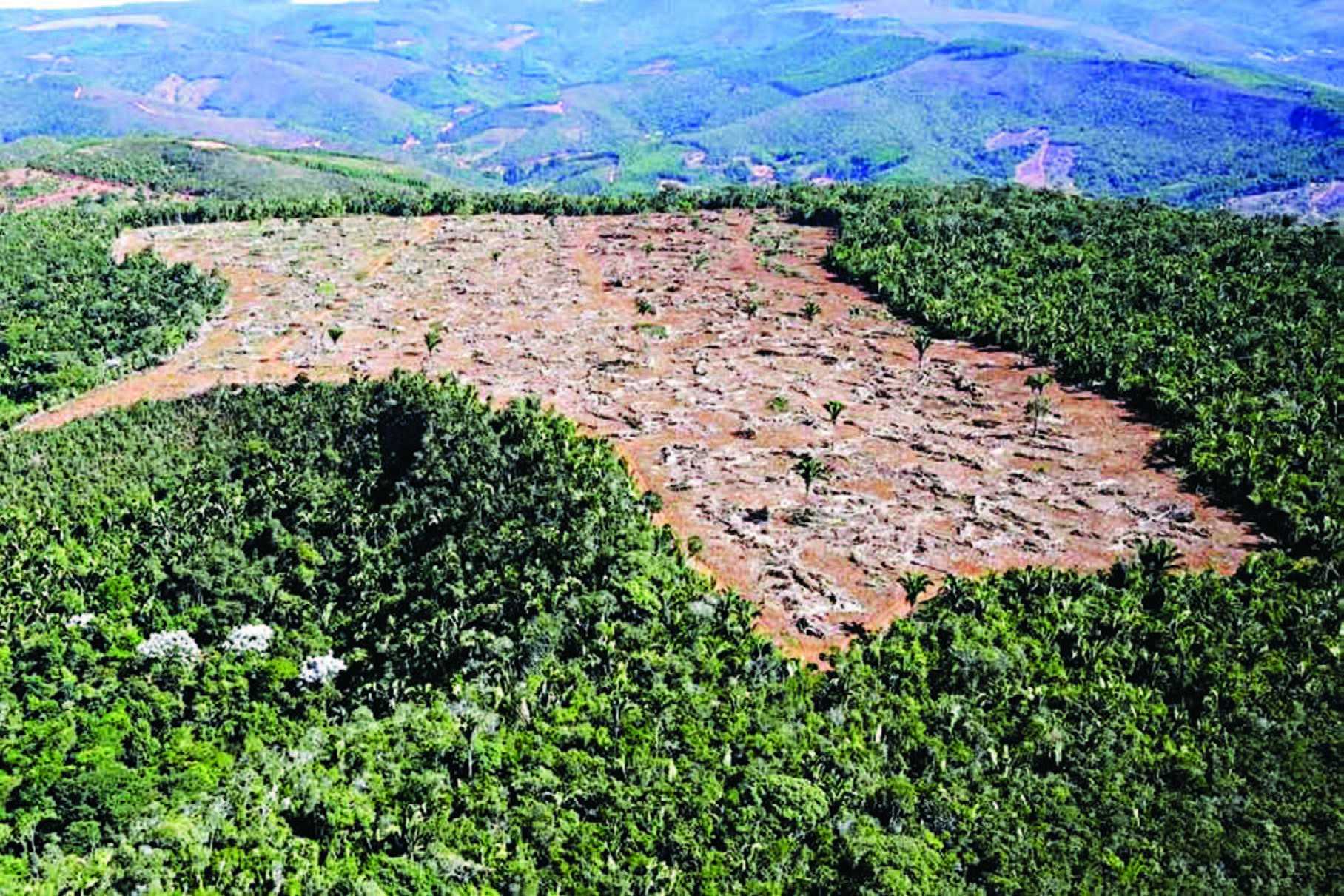 Target Nol Bersih Mustahil Tanpa Mengakhiri Deforestasi