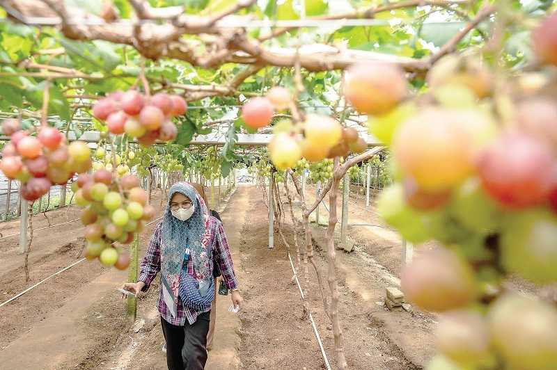 TARGET PENGURANGAN IMPOR BUAH ANGGUR