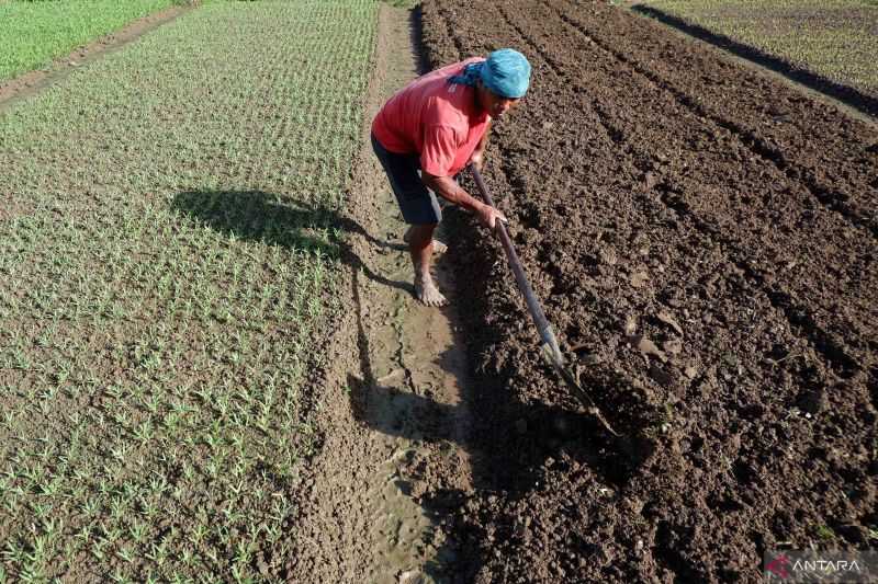 Teknologi Jadi Solusi Optimalkan Sektor Pertanian di Indonesia