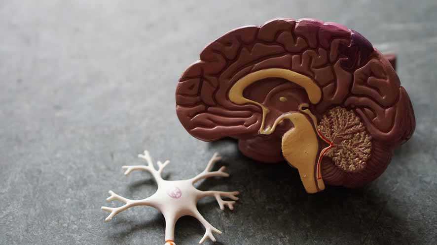 Teknologi Sel Punca Digunakan untuk Terapi Penyakit Penurunan Fungsi Otak
