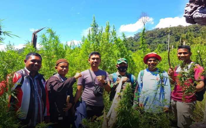 Temuan Mengejutkan, di Balik Perbukitan Curam Ada Ladang Ganja Besar Seluas 5 Hektare