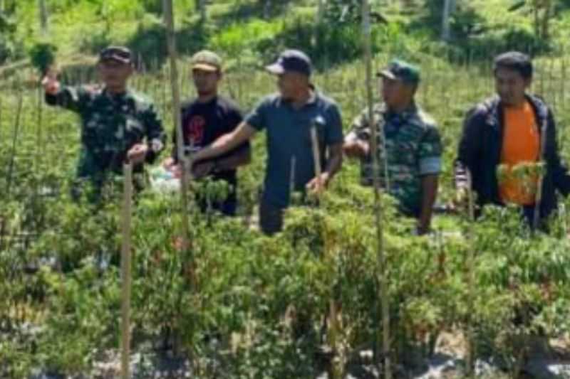 Tentara di Mamuju Diterjunkan untuk Bina Petani Kembangkan Tanaman Cabai