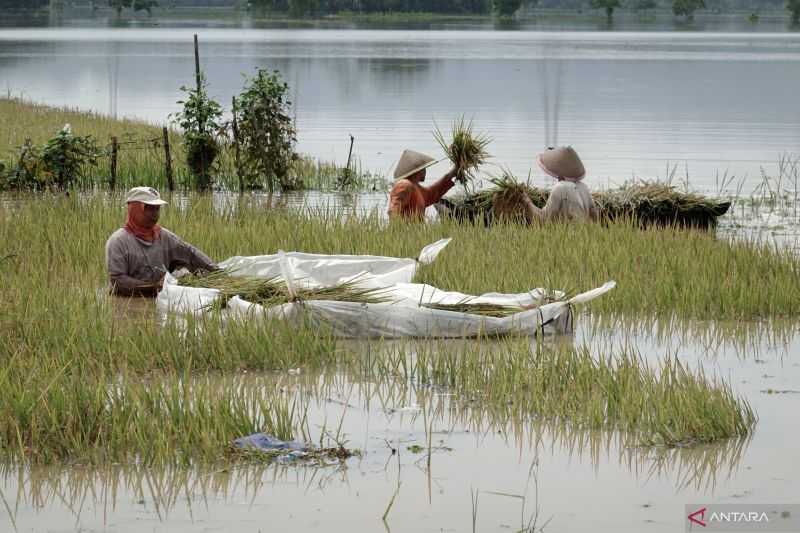 Terancam Puso, Seratusan Hektare Sawah di Daerah Sulawesi Tengah Ini Rusak Terdampak Banjir