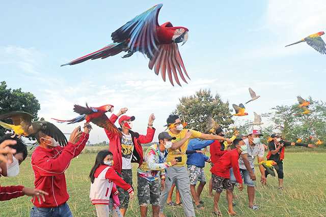 Terbangkan Burung Macaw