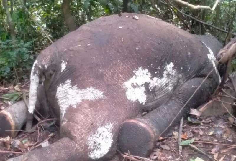 Terindikasi Dibunuh, Gajah Sumatra Ditemukan Mati di Kawasan Hutan Produksi Bengkulu