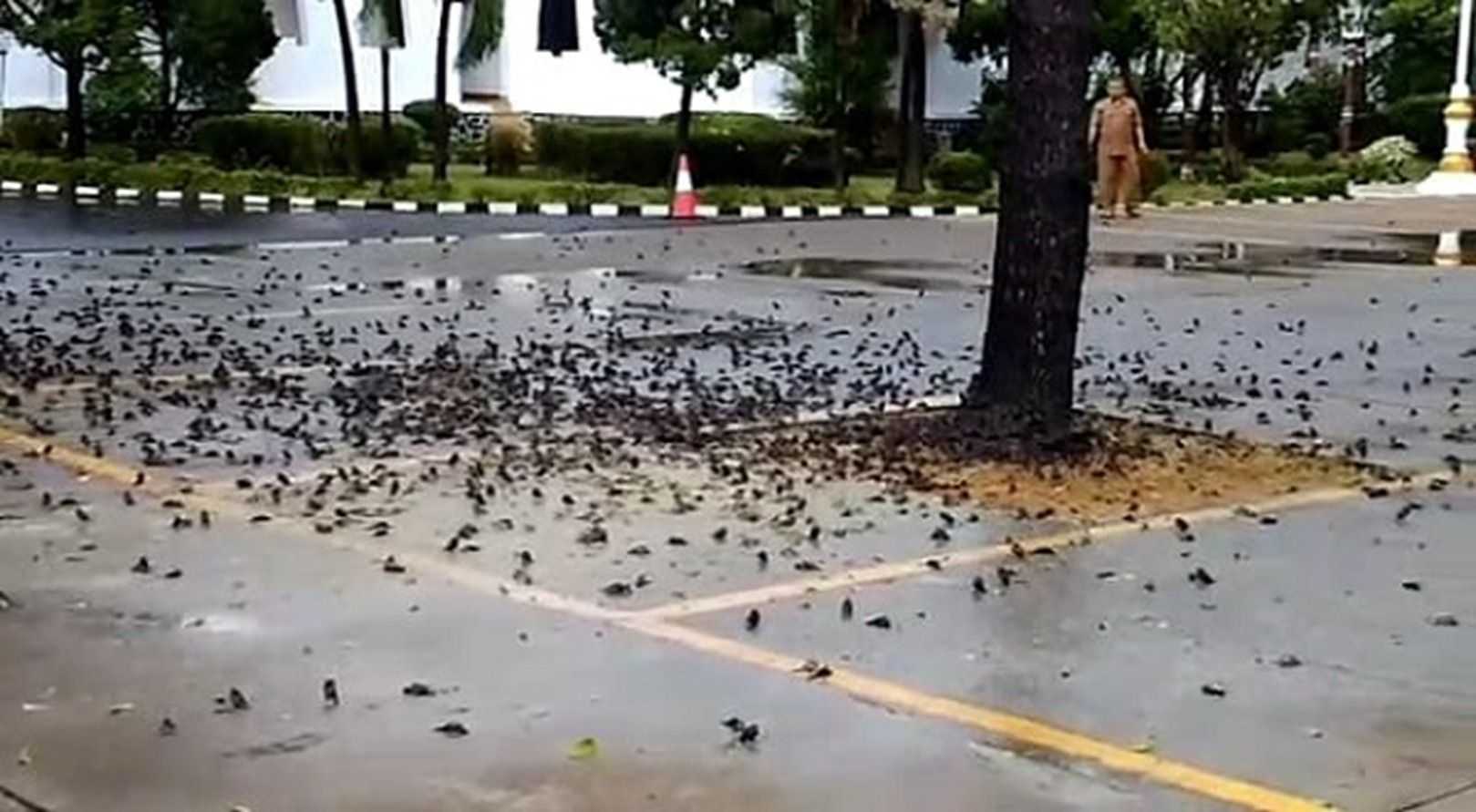 Terjadi Lagi, Ribuan Burung Pipit Mati Berjatuhan dari Atas Pohon di Area Parkir Gedung Balai Kota Cirebon