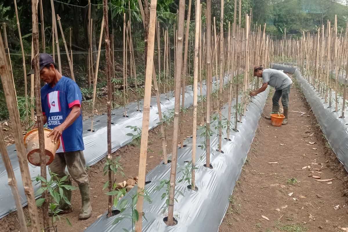 Terkendala Pemasaran