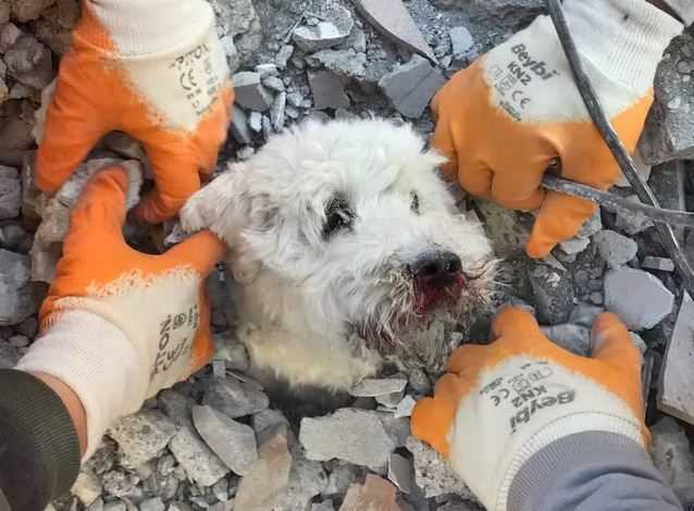 Terkubur Puing Selama 90 Jam, Anjing Bernama Pamuk Berhasil Diselamatkan