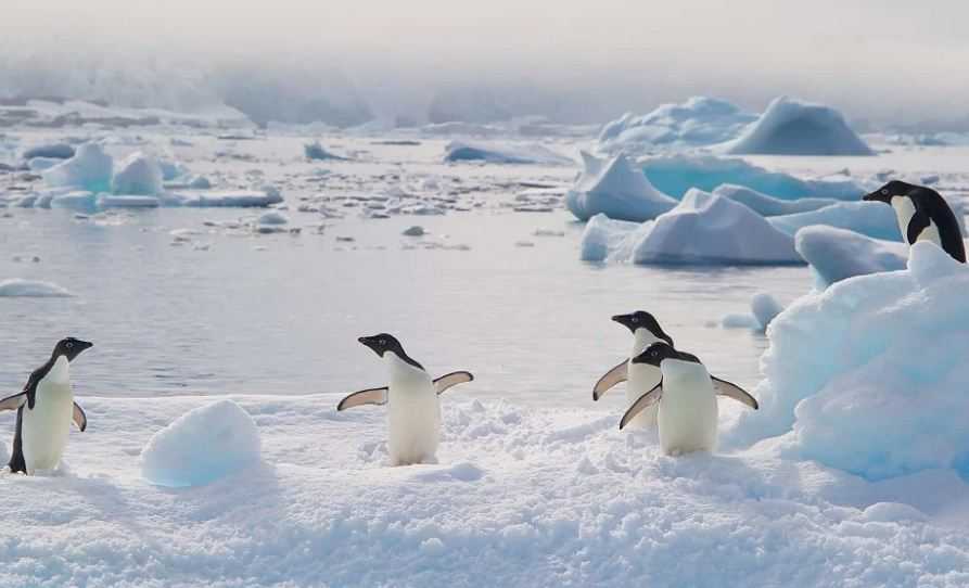 Terlihat dari Citra Satelit, Koloni Penguin Baru Ditemukan di Antartika