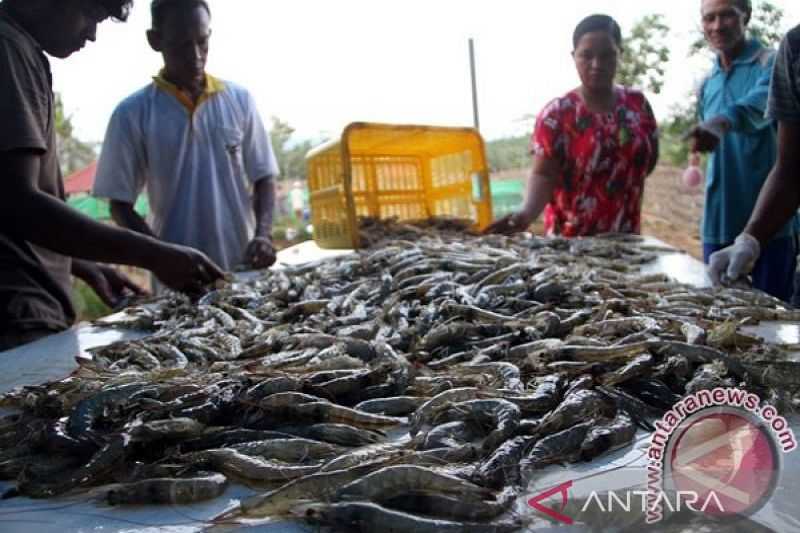 Ternyata Budi Daya Kepiting Bakau di Bombana Ini Masih Dilakukan secara Alami