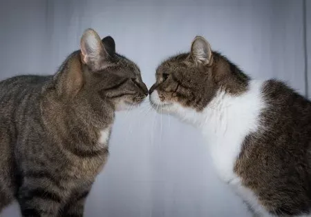 Ternyata Ini Cara Kucing Berkomunikasi