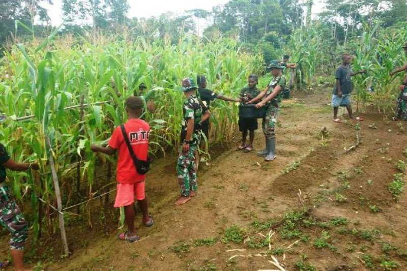 Tidak Hanya Angkat Senjata, Prajurit TNI Terjun Bantu Panen Jagung di Perbatasan RI-PNG
