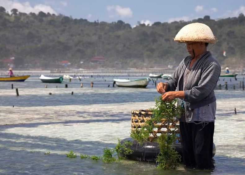 Tiga Cara Agar Budi Daya Ikan di Indonesia Tak Merusak Lingkungan