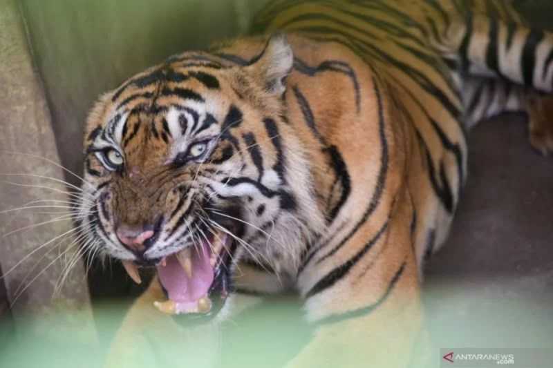 Tiga Harimau Mati, Pemkot Diminta Serius Benahi Medan Zoo