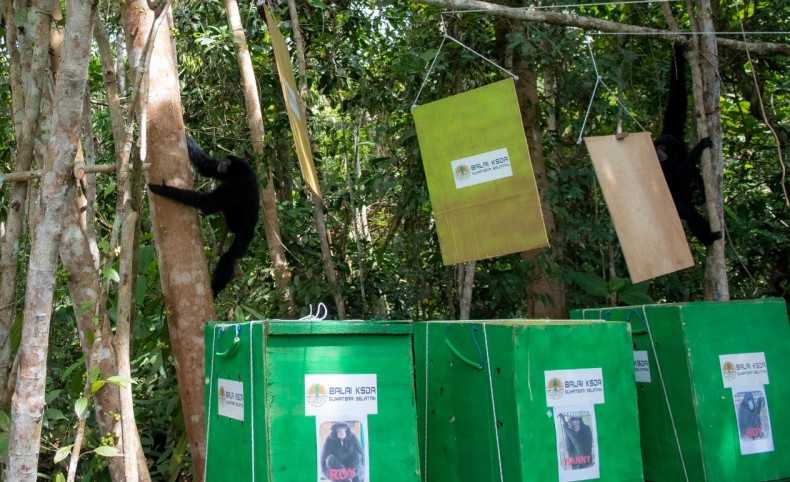 Tiga Siamang Dilepasliarkan