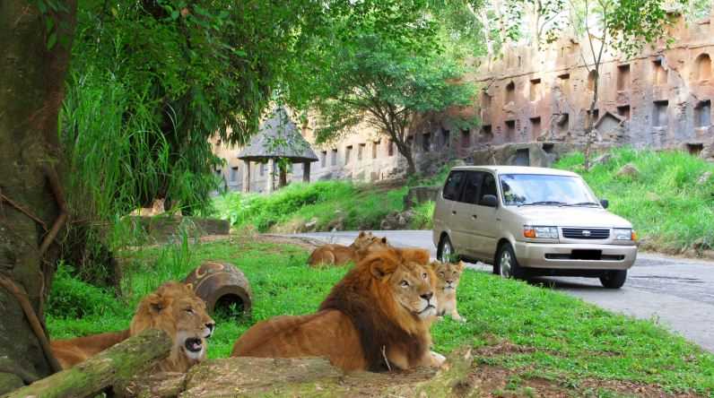 Tiket Masuk Taman Safari Bogor Lagi Promo, Buruan Catat Tanggalnya!