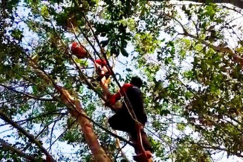 Tim BKSDA Evakuasi Orangutan dari Kebun Karet di Kotawaringin Timur