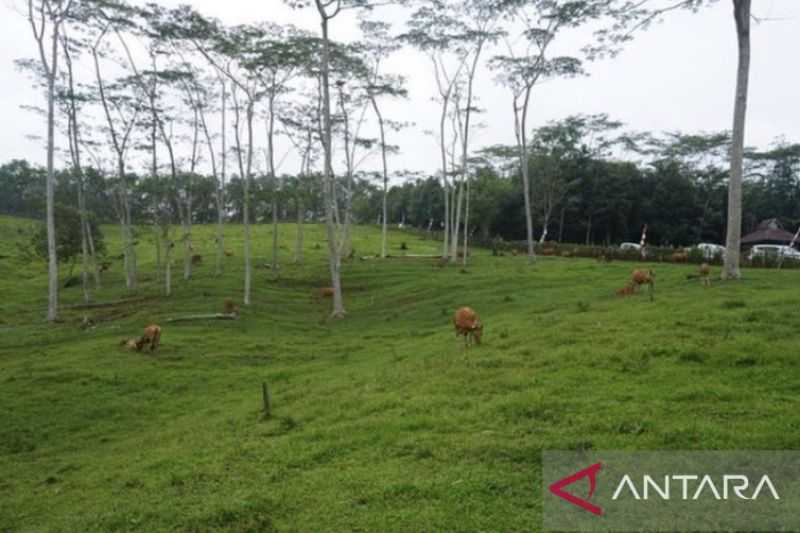 Tim verifikasi Kementan RI tinjau mini ranch di Samboja Barat