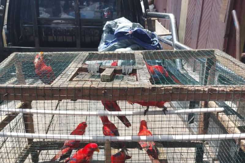 Tindak Tegas, BKSDA Maluku Amankan 12 Burung Nuri Maluku di Pasar Lama Ambon