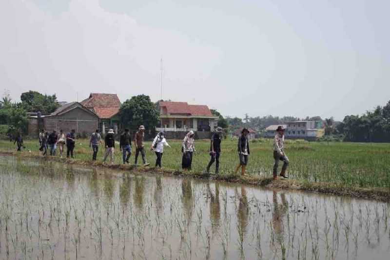 Tingkatkan Indek Pertanaman, Kementan Pompanisasi Sawah Tadah Hujan Pertanian di Banten