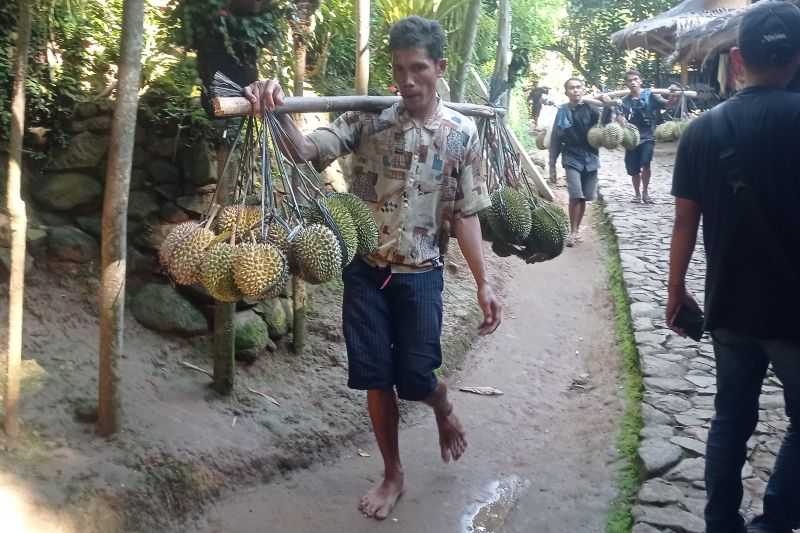 Tingkatkan Kesejahteraan Ekonomi, Petani Badui Raup Jutaan Rupiah dari Panen Durian