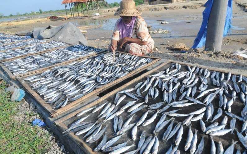 Tingkatkan Mutu Ikan Sarden