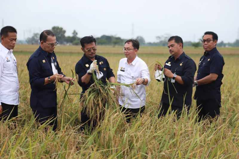 Tingkatkan Produksi Beras Nasional, Pemerintah Dorong Penggunaan Varietas Unggul