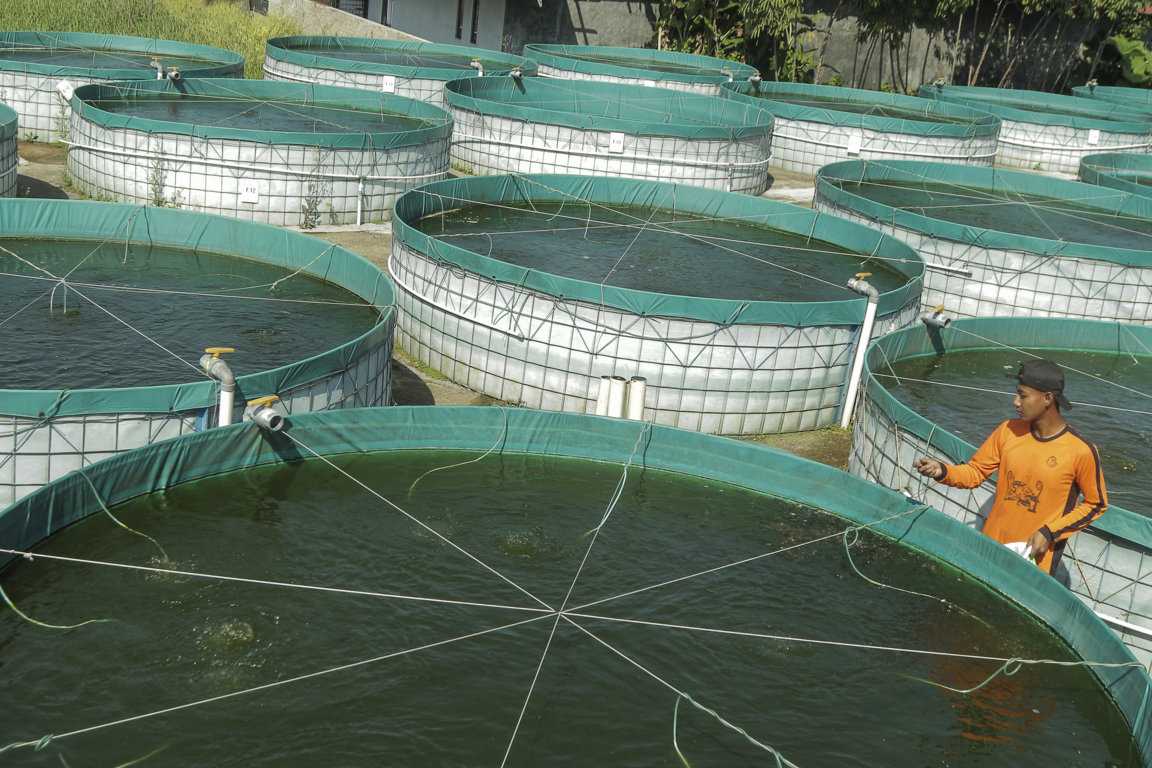 Tingkatkan Produksi Ikan