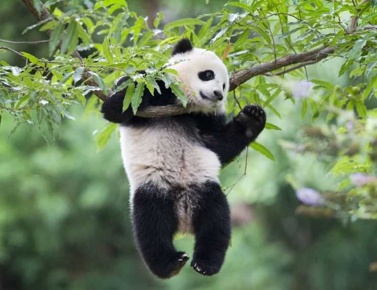 Tiongkok akan Kirim Sepasang Panda Raksasa Baru ke AS