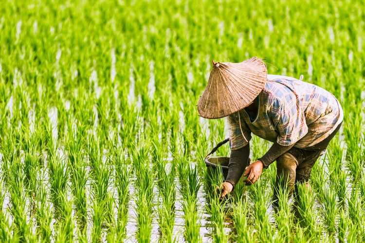 Tiongkok Akan Perkuat Perlindungan Lahan Pertanian dengan UU