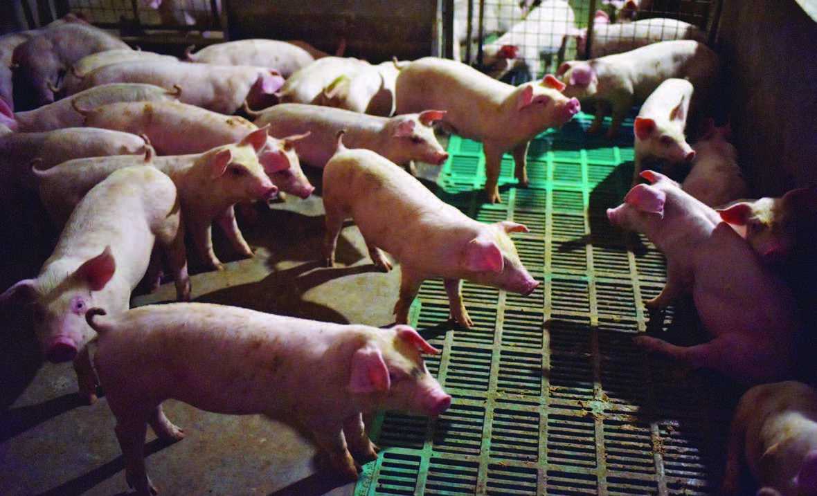 Tiongkok Membangun Kondomonium Babi untuk Mencegah Wabah